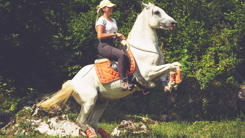 https://www.mindbodyhorsemanship.com/A guide to the benefits and dangers of natural horsemanship